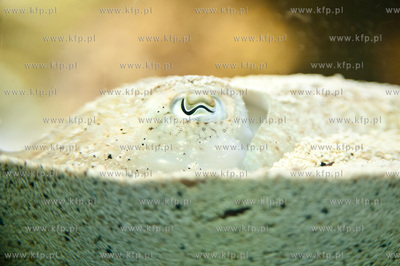 Akwarium Gdynskie Morskiego Instytutu Rybackiego -...