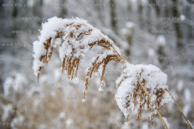 Sniezny zimowy dzien nad jeziorem Otominskim.
21.01.2016
fot....
