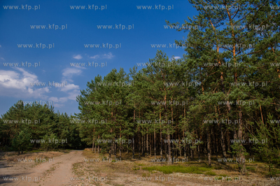 Powiat Koscierski. Sciezka lesna.
04.08.2015
fot....