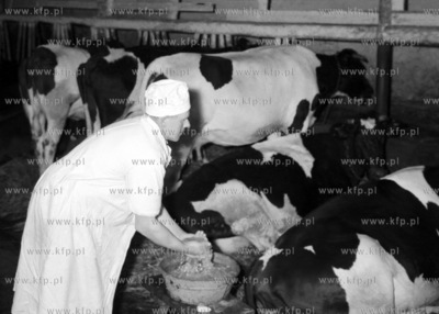 Prace w oborze. (lata60) 1962 0005346z_puck_pruszcz...