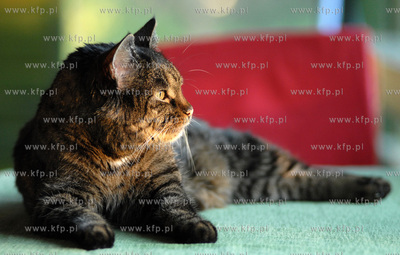 Kot domowy  31.7.2006  fot. Wojciech Strozyk / KFP