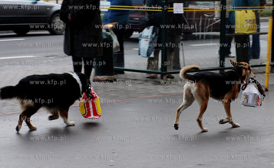 Pies najlepszym przyjacielem człowieka, nawet na zakupach.
23.11.2007
Fot....