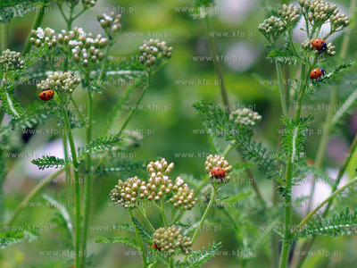 Tysiace biedronek pojawilo na plazy i okolicach Grand...