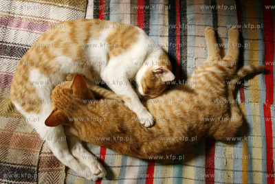 Pafos, Cypr. Nz. Cypryjskie koty 23.10.2006 fot. Wojciech...