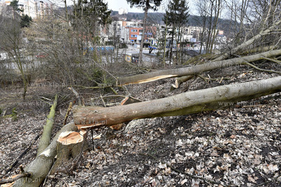 Wycinka drzew w Gdańsku Brętowie na ul. Juliusza...