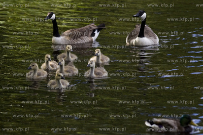 Gęsia rodzina robi furorę w gdańskim Parku Reagana.26.05.2015fot....