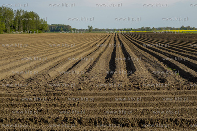 Pole uprawne w okolicy wsi Wocławy. 10.05.2020 fot....