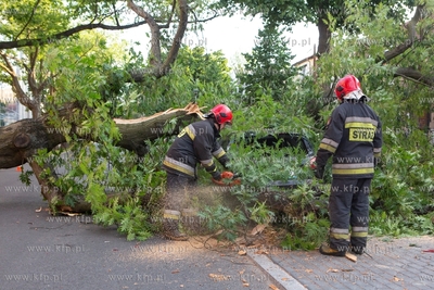 Wielki stary dąb złamał się po godzinie 19 przy...