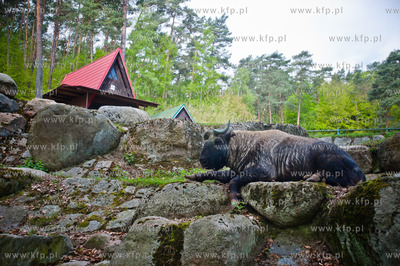 Gdansk. Oliwskie zoo.
Nz Takin
14.05.2013
fot. Mateusz...