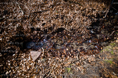 Gdansk. Oliwa, Trojmiejski Park Krajobrazowy. Sciezka...