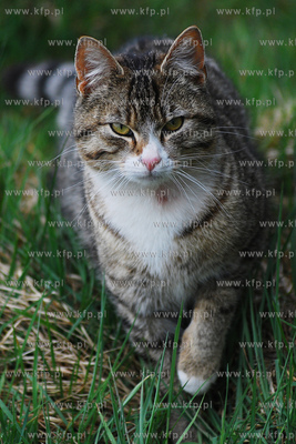 Dzikie koty 1.05.2007 Fot. Andrzedj J. Gojke / KFP