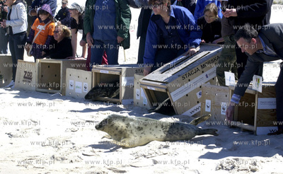 Czolpino

Pracownicy Fokarium z Helu wypuscili na...
