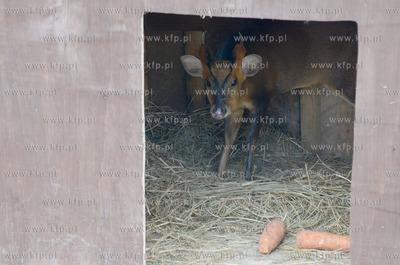 W Debogorzu Wybudowaniu (gmina Kosakowo), tuz przy...