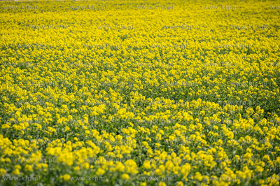 Dobrzewino, wieś na Kaszubach w powiecie wejherowskim....