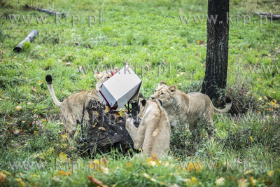 Drugie urodziny lwów angolskich w gdańskim ZOO.
05.10.2019
fot....