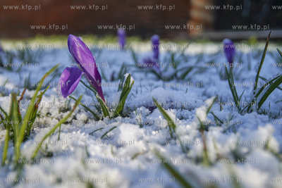 Zimowy epizod w Gdańsku. Gdańskie łąki miejskie...