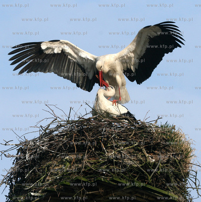 We wsi Blotnica pod Kolobrzegiem pojawily sie pierwszy...