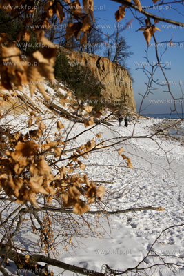 Mrozny poranek w Gdyni Orlowie. Nz. klif  24.01.2010...