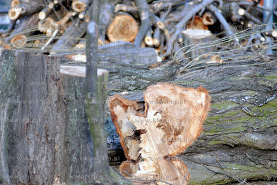 Rozpoczela sie wycinka starych, chorych i zagrazajacych...