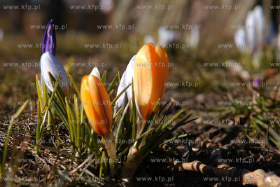 Sopot. Lazienki Poludniowe - Park im. Marii i Lecha...