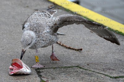 Mewa zajmuje sie glowa dorsza, ktora upolowala u okolicznych...