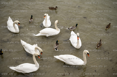 Święto Niepodległości w Sopocie. 11.11.2022 Fot....