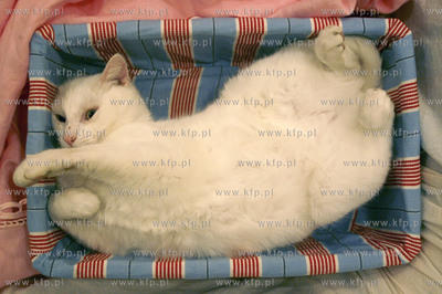 Suchy Dwor, kot Albin spi w koszyku wiklinowym. 21.11.2006...