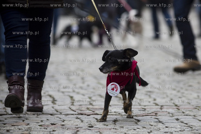 Spacer podopiecznych gdańskiego schroniska Promyk...