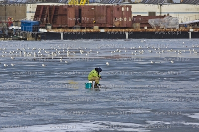 Wędkarze łowią ryby na zamrzniętej Martwej Wiśle...