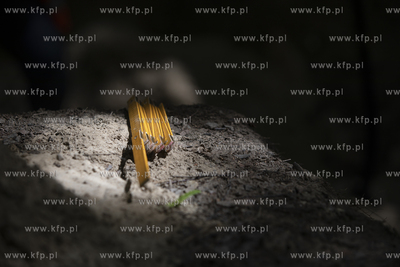 Twierdza Wisłoujście. Open Archaeo-Days Wisłoujście...