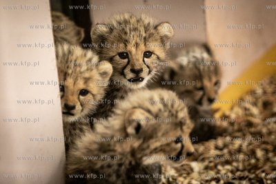 W gdańskim zoo urodziły się gepardy grzywiaste....