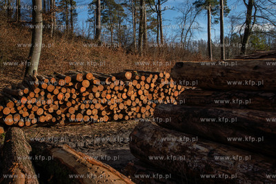 Trójmiejski Park Krajobrazowy. Lasy Oliwskie. Nz....