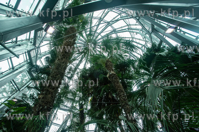 Otwarcie kompleksu palmiarni w Parku Oliwskim, 19.03.2022...