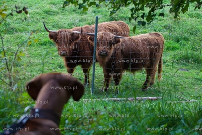 Sulęczyno. Nz. Szkocka krowa. 03.09.2016 / fot. Anna...