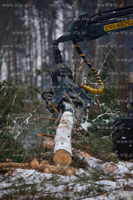Gdansk. Rebiechowo. Wycinka drzew pod budowe Pomorskiej...