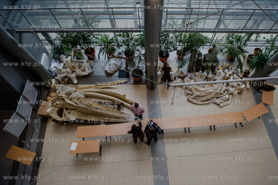 Gdansk. Uniwersytet Gdanski. Rozladunek szkieletu pletwala...