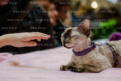 Gdansk. Wrzeszcz. Dzien Kota w CH Galeria Baltycka.
21.02.2016
fot....