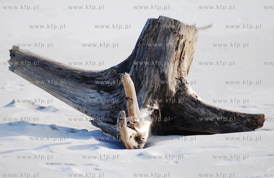 Miejscowosc Ulinia w gminie Wicko. Nz. Pien na plazy...