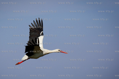 Tykocin nad Narwia. Pod koniec kwietnia zaczynaja sie...