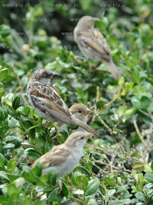 Turysci karmia magdalenkami z reki ptaki na Placu Jana...