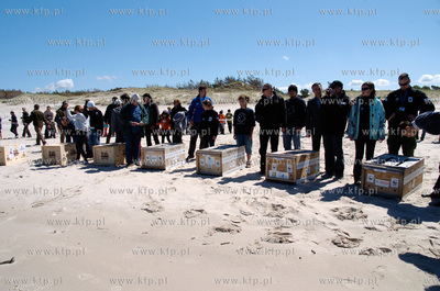 Czolpino

Pracownicy Fokarium z Helu wypuscili na...