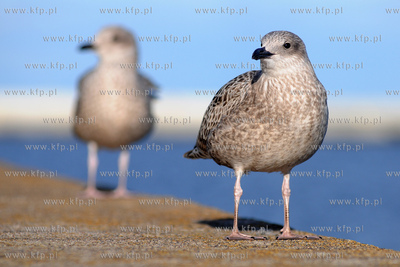 Mewa srebrzysta - gatunek duzego ptaka wodnego z rodziny...