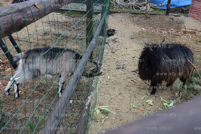 11.11.2013 o godz. 11:11 otwarto ZOO FARME W Debogorzu,...