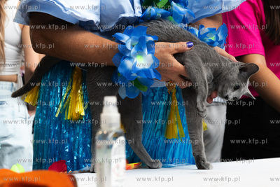 Międzynarodowa wystawa kotów rasowych "Koty na Hawajach"...