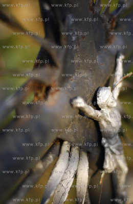 Gdansk. Swieto Zmarlych. Cmentarz lostowicki. 01.11.2008...