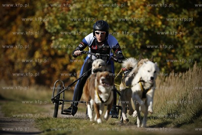 Gdańsk. Park Reagana. Pucharu Polski Psich Zaprzęgów...