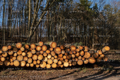 Trójmiejski Park Krajobrazowy. Lasy Oliwskie. Nz....