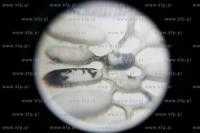 Uniwersytet Gdanski. Wydzial Biologii. Trzecia edycja...