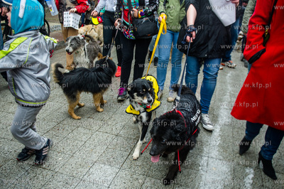 Sopocka Majowka. Parada Zwierzat - Krol Lew i jego...