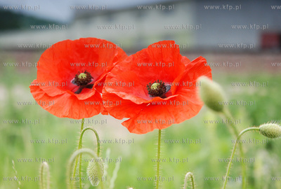 Maki na lace w Rumi
1.06.2007
Fot. Andrzej J. Gojke